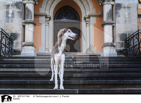 Saluki / Saluki / JEP-01194