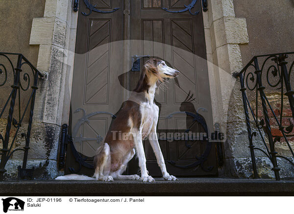 Saluki / Saluki / JEP-01196