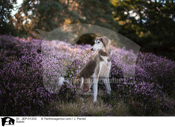 Saluki / Saluki / JEP-01202