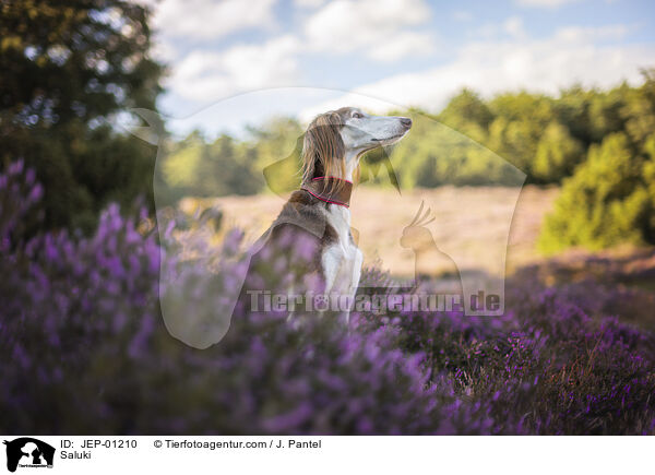 Saluki / Saluki / JEP-01210