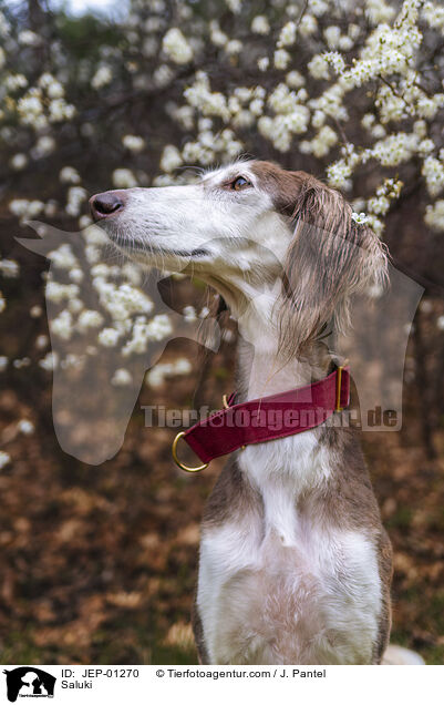 Saluki / Saluki / JEP-01270
