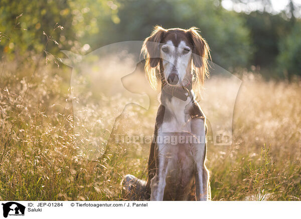 Saluki / Saluki / JEP-01284