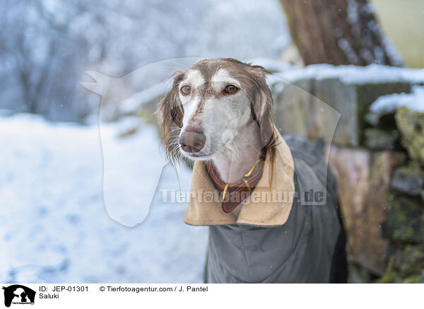 Saluki / Saluki / JEP-01301