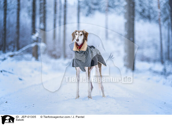 Saluki / Saluki / JEP-01305