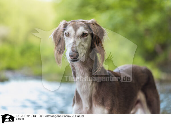 Saluki / Saluki / JEP-01313