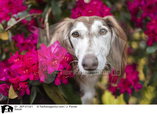 Saluki / Saluki / JEP-01321