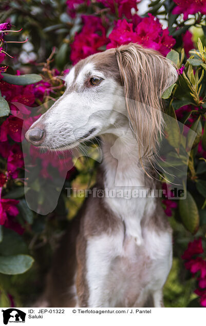 Saluki / Saluki / JEP-01322