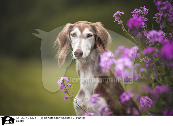 Saluki / Saluki / JEP-01324