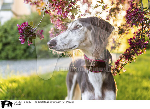 Saluki / Saluki / JEP-01337