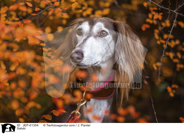 Saluki / Saluki / JEP-01354
