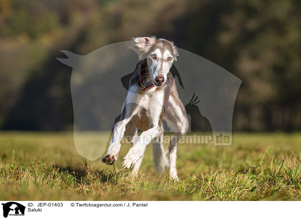 Saluki / Saluki / JEP-01403