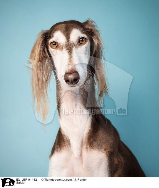 Saluki / Saluki / JEP-01442