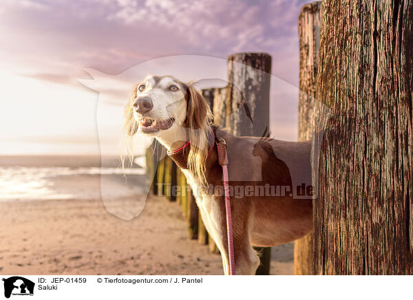 Saluki / Saluki / JEP-01459