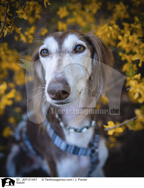 Saluki / Saluki / JEP-01467