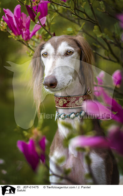 Saluki / Saluki / JEP-01475