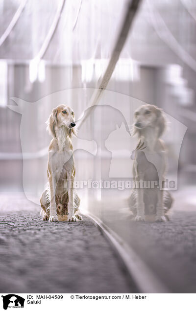 Saluki / Saluki / MAH-04589
