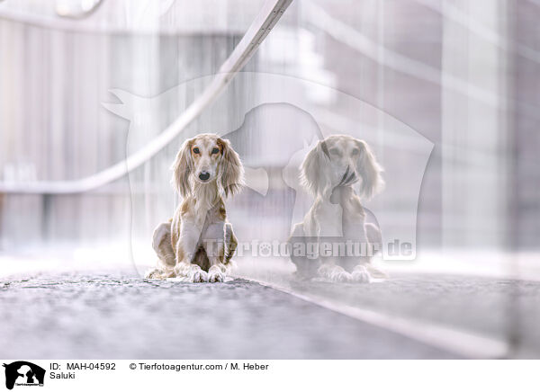 Saluki / Saluki / MAH-04592