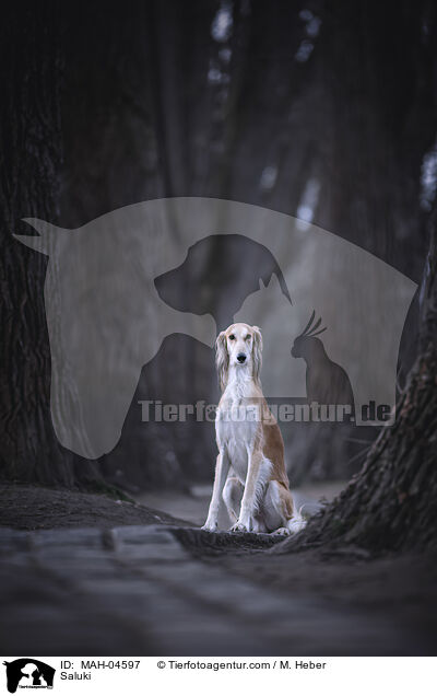 Saluki / Saluki / MAH-04597