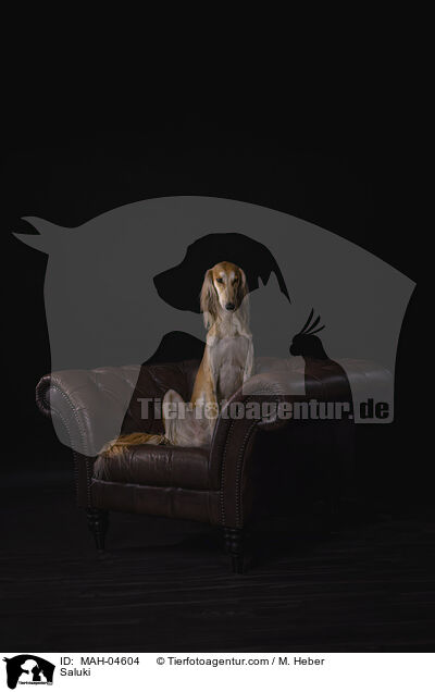 Saluki / Saluki / MAH-04604
