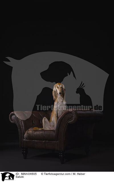 Saluki / Saluki / MAH-04605