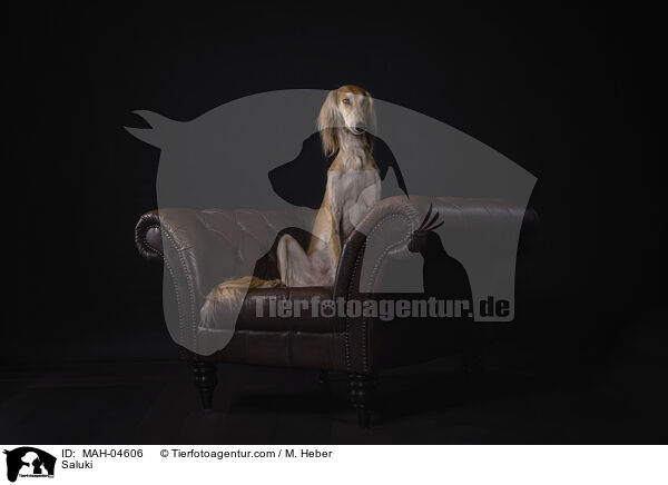 Saluki / Saluki / MAH-04606