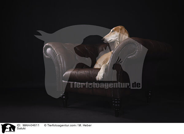 Saluki / Saluki / MAH-04611