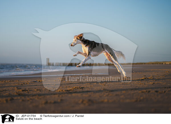Saluki am Strand / Saluki on the beach / JEP-01754