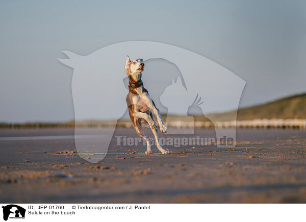 Saluki am Strand / Saluki on the beach / JEP-01760