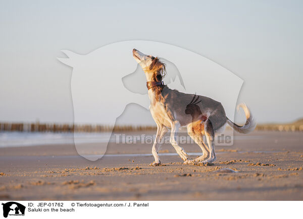 Saluki am Strand / Saluki on the beach / JEP-01762
