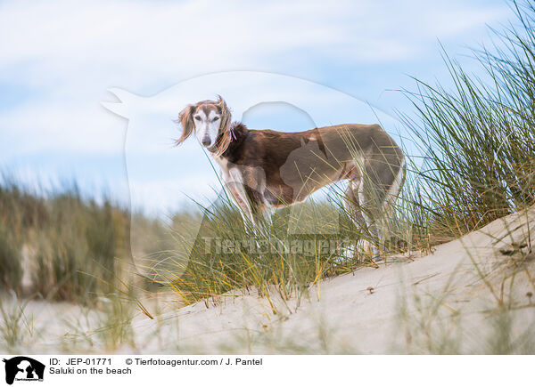 Saluki am Strand / Saluki on the beach / JEP-01771