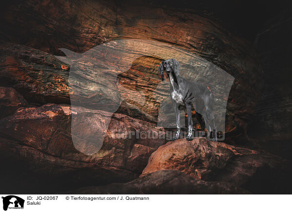 Saluki / Saluki / JQ-02067