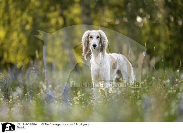 Saluki / Saluki / AH-08804