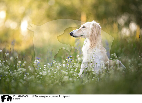 Saluki / Saluki / AH-08808