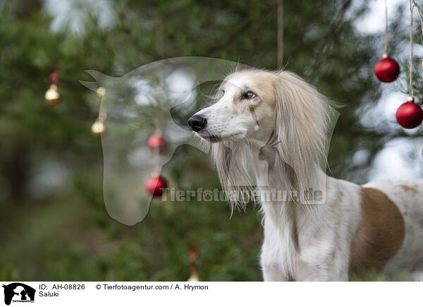 Saluki / Saluki / AH-08826
