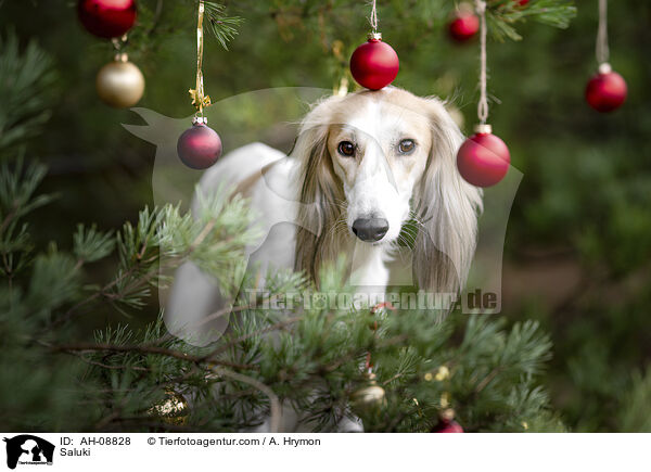 Saluki / Saluki / AH-08828