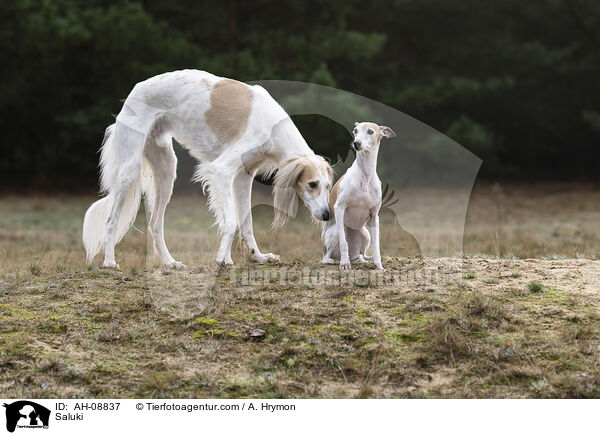 Saluki / Saluki / AH-08837
