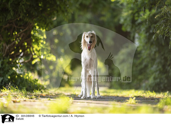 Saluki / Saluki / AH-08846
