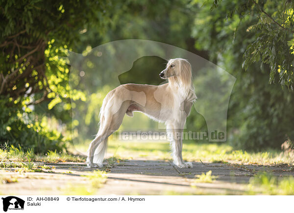 Saluki / Saluki / AH-08849