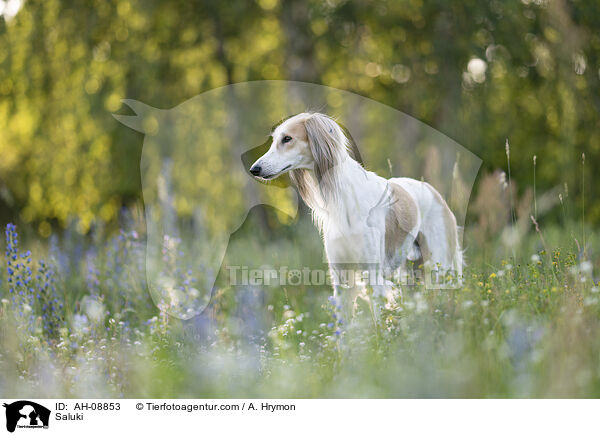 Saluki / Saluki / AH-08853