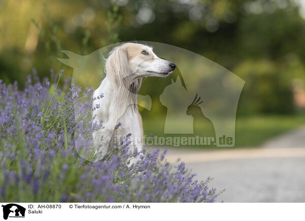 Saluki / Saluki / AH-08870