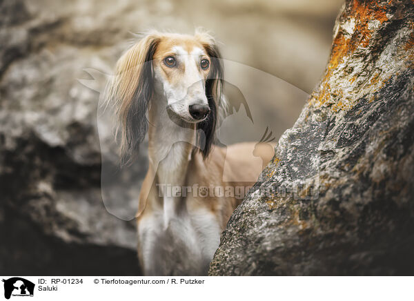 Saluki / RP-01234
