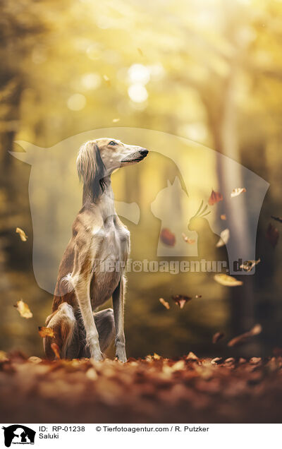 Saluki / RP-01238