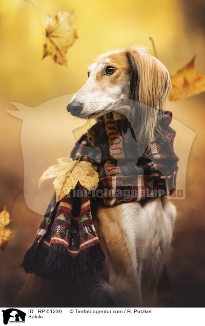 Saluki / Saluki / RP-01239