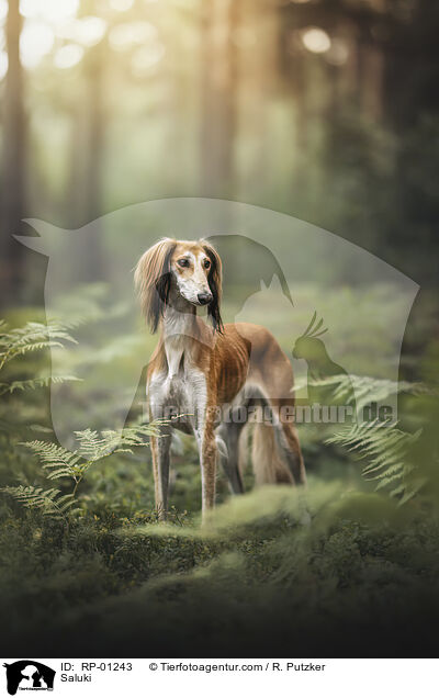 Saluki / Saluki / RP-01243