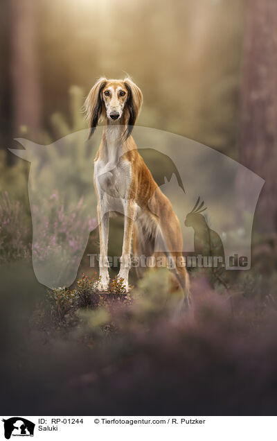 Saluki / RP-01244