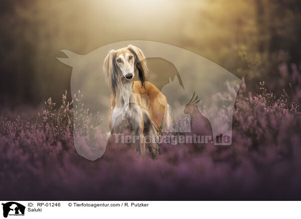 Saluki / Saluki / RP-01246