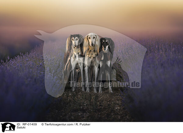 Saluki / Saluki / RP-01409