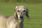 Saluki Portrait