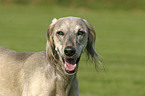 Saluki Portrait