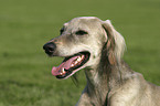 Saluki Portrait